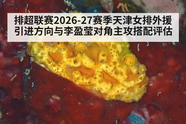 排超联赛2026-27赛季天津女排外援引进方向与李盈莹对角主攻搭配评估